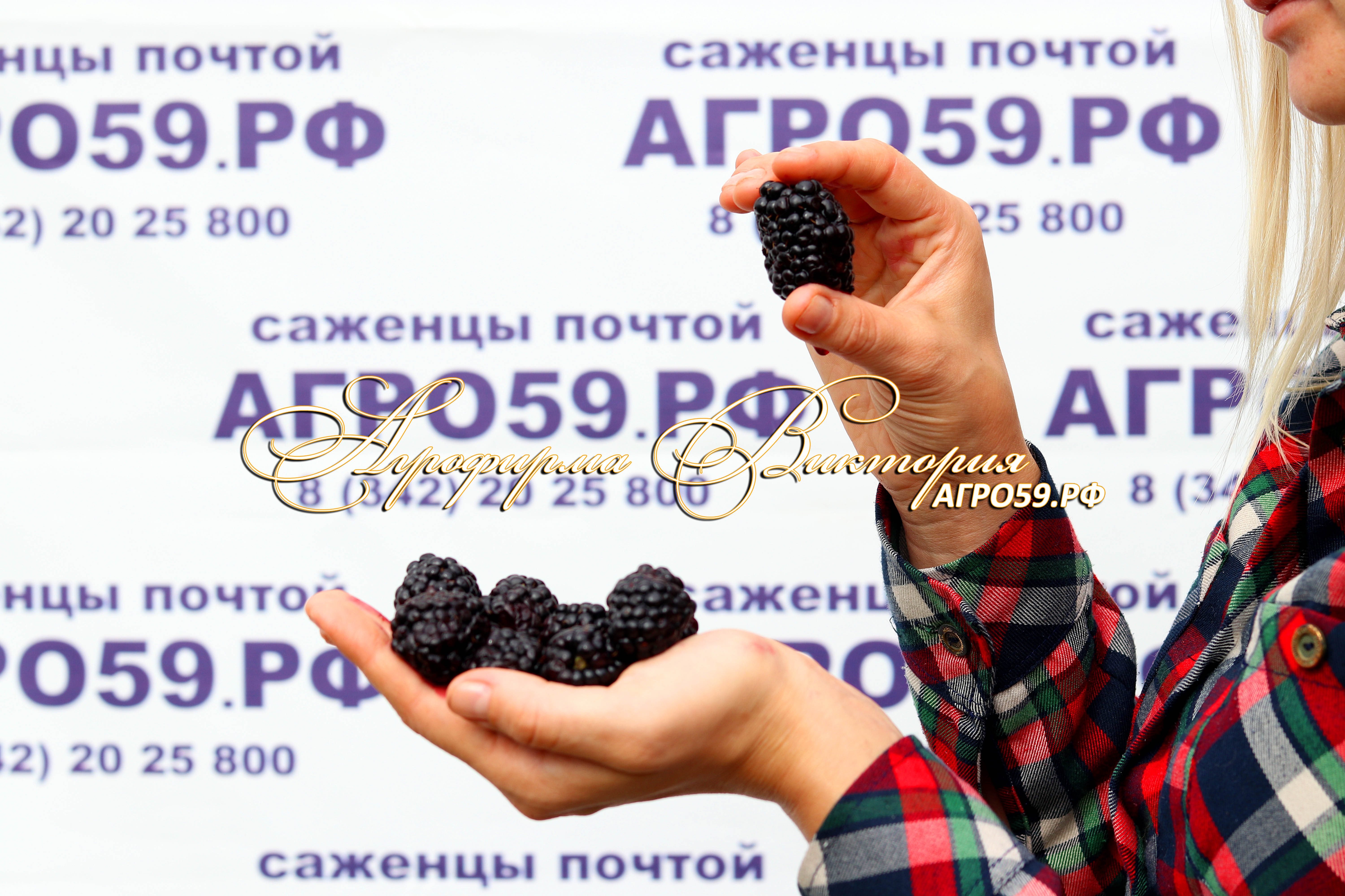 Ежевика 